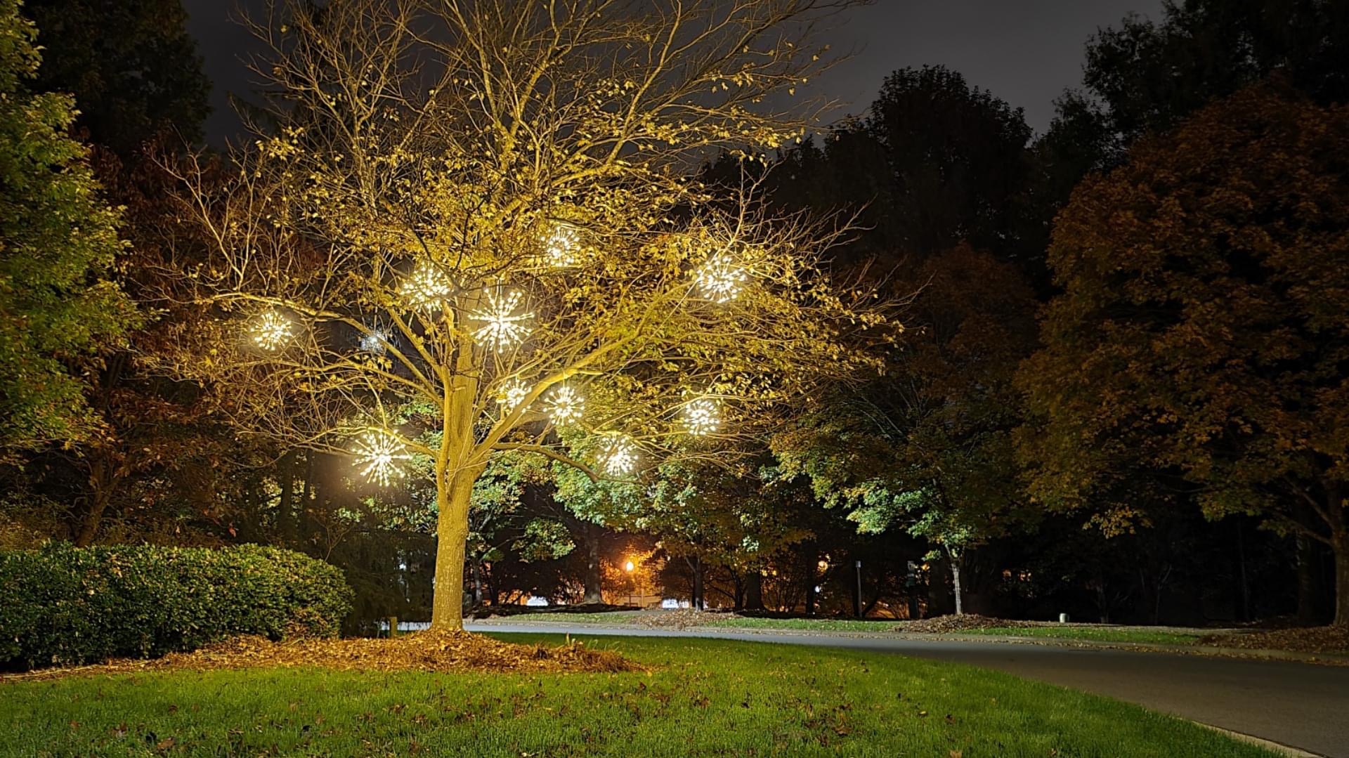 Warm white starburst ornaments spaced through the branches of a tree beside a paved road.