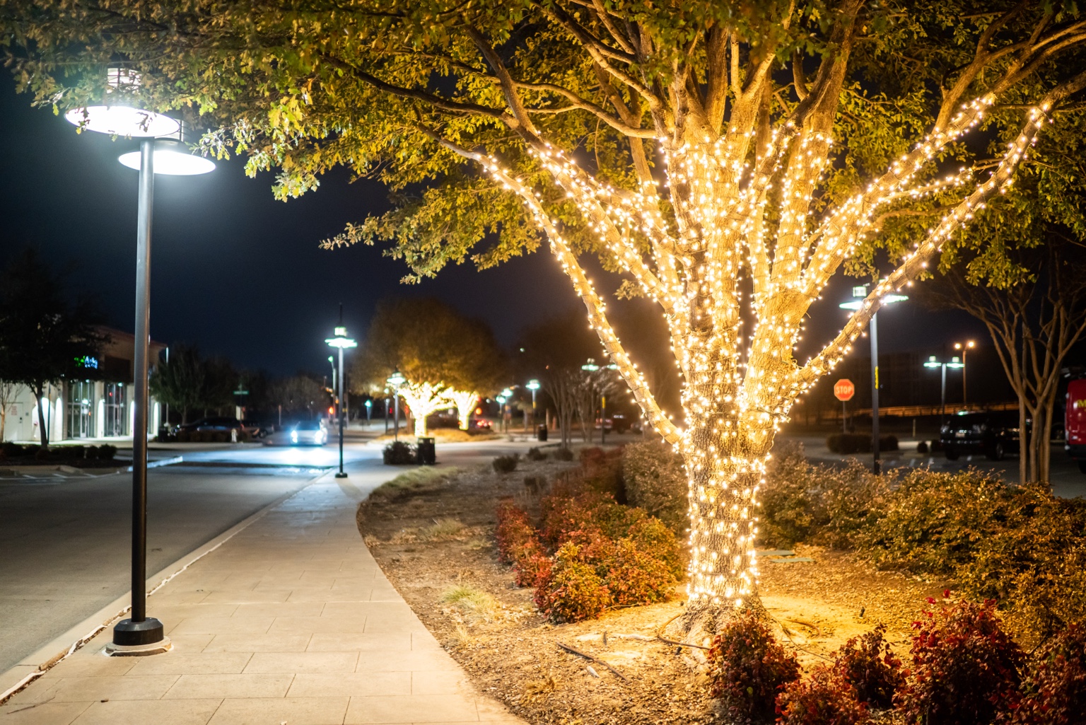 Warm white string lights wrap a tree trunk and branches beside a sidewalk, with additional illuminated trees farther along the street.